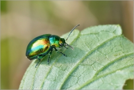 <p>MANDELINKA NÁDHERNÁ (Chrysolina fastuosa) --- /dead-nettle leaf beetle - Prächtiger Blattkäfer/</p>